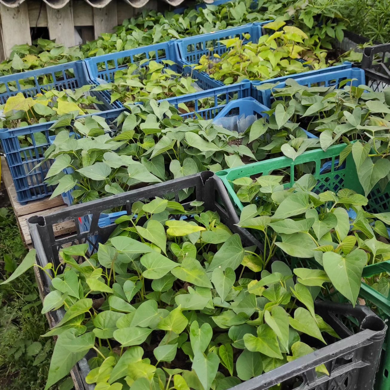 Новини Тернополя - фото з Ферма кольорового батату на Тернопільщині: сім'я з Товстого вирощує екзотику на власному городі Немає опису світлини.