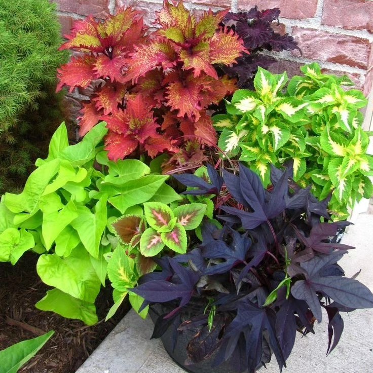 Новини Тернополя - фото з Ферма кольорового батату на Тернопільщині: сім'я з Товстого вирощує екзотику на власному городі Немає опису світлини.