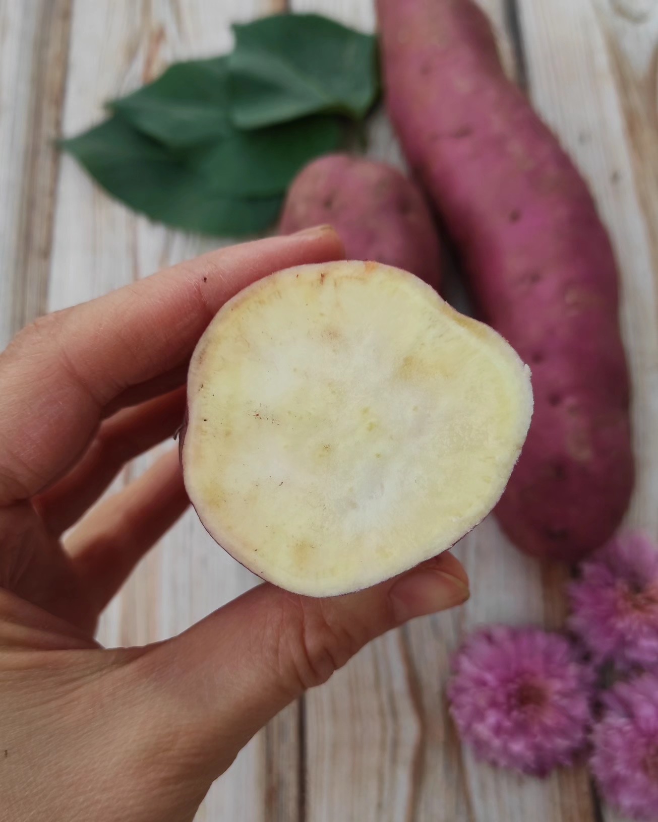 Новини Тернополя - фото з Ферма кольорового батату на Тернопільщині: сім'я з Товстого вирощує екзотику на власному городі Немає опису світлини.