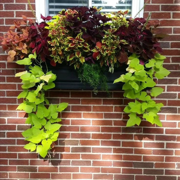 Новини Тернополя - фото з Ферма кольорового батату на Тернопільщині: сім'я з Товстого вирощує екзотику на власному городі Немає опису світлини.