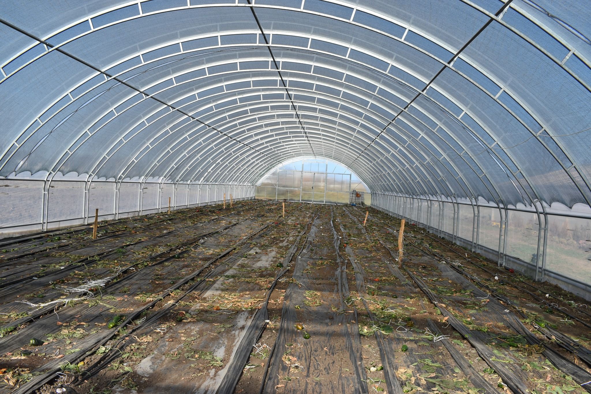 Новини Вінниці - фото з Реставрує хати та заклала теплицю: популярна блогерка відновлює спадщину рідного села