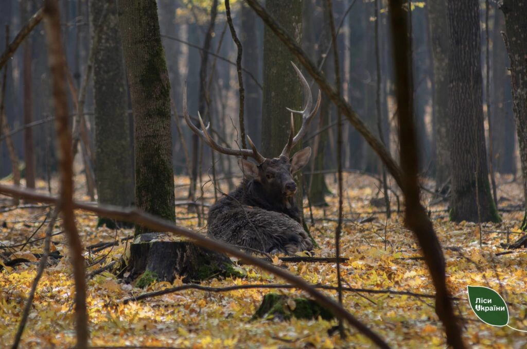 Новини Козятина - фото з Вдалося зловити в обʼєктив фотокамери сім'ю оленів плямистих