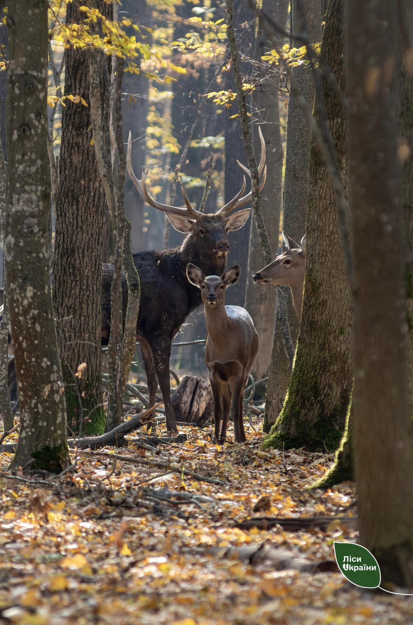 Новини Козятина - фото з Вдалося зловити в обʼєктив фотокамери сім'ю оленів плямистих