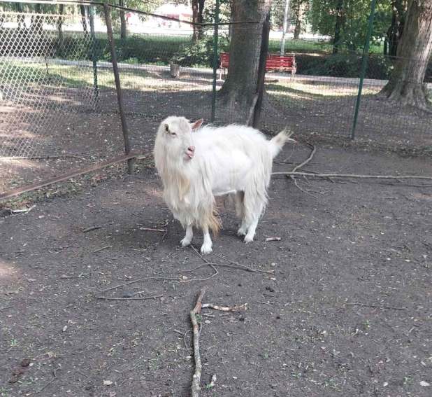 Новини Тернополя - фото з Зі звіринця вдалося продати лише поні: яка доля інших тварин