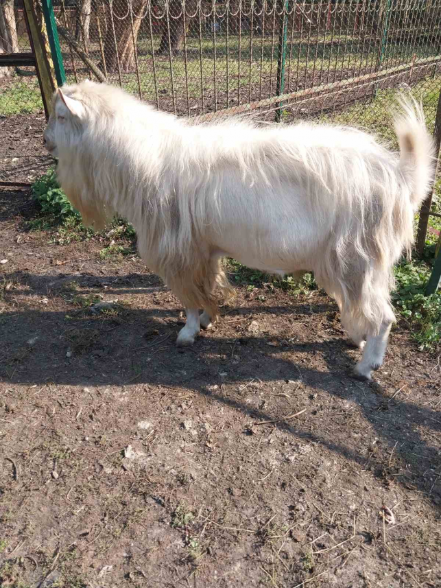Новини Тернополя - фото з Зі звіринця вдалося продати лише поні: яка доля інших тварин
