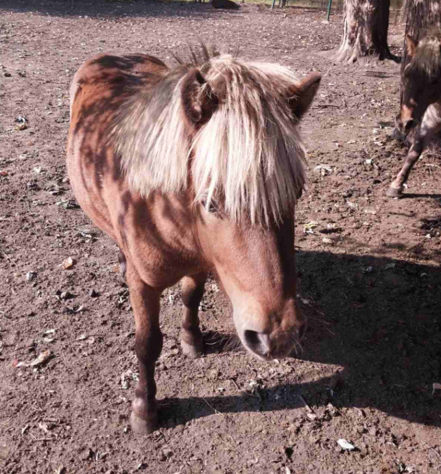 Новини Тернополя - фото з Зі звіринця вдалося продати лише поні: яка доля інших тварин