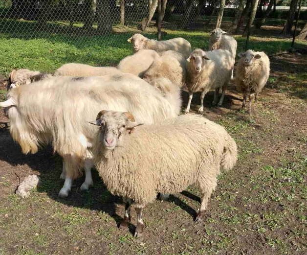 Новини Тернополя - фото з Зі звіринця вдалося продати лише поні: яка доля інших тварин