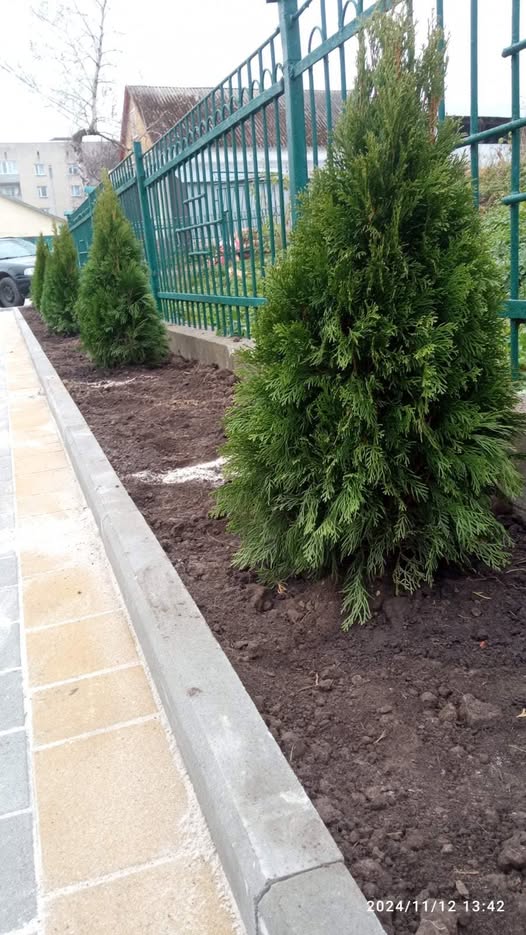 Новини Тернополя - фото з У Підгайцях вкрали туї біля кладовища На зображенні може бути: дерево