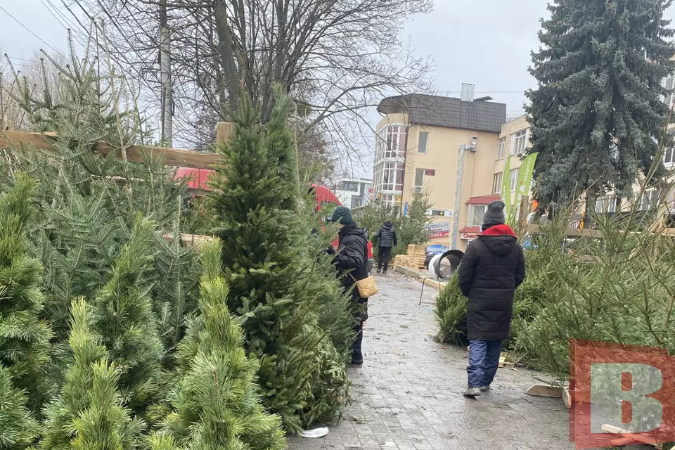 Новини Хмельницького - фото з Від 120 гривень за метр: на Хмельниччині незабаром почнуть продавати ялинки