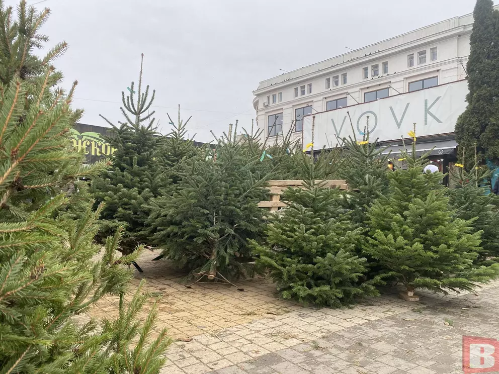 Новини Хмельницького - фото з Від 120 гривень за метр: на Хмельниччині незабаром почнуть продавати ялинки