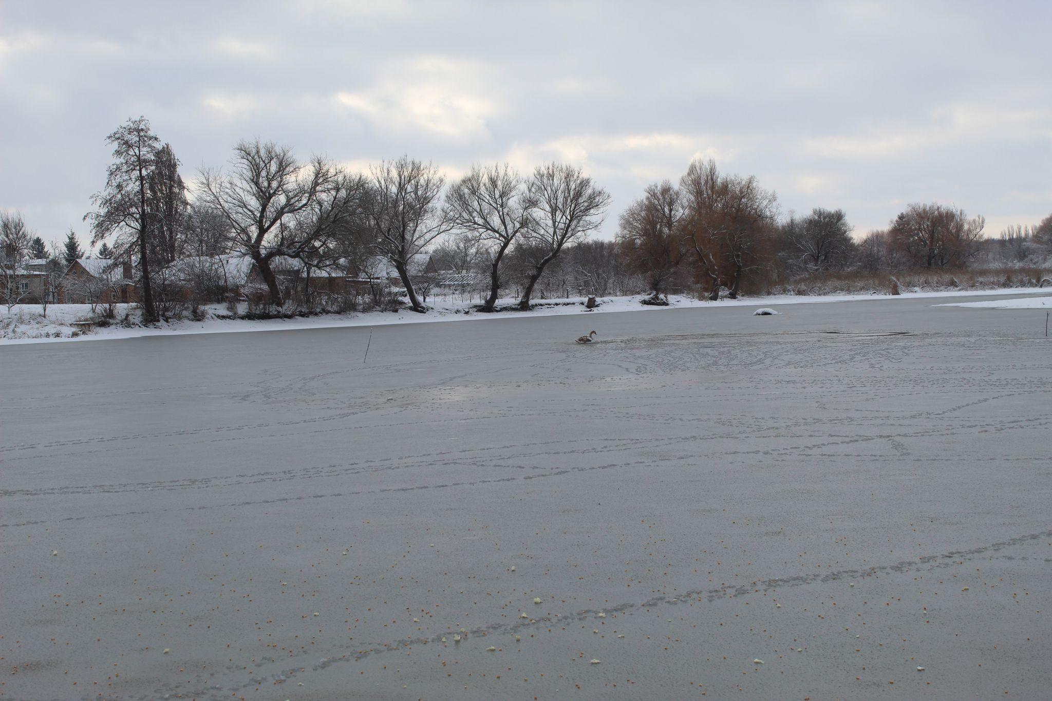 Новини Козятина - фото з На клубному ставку три дні в ополонці сидів лебідь, набрався сил та полетів