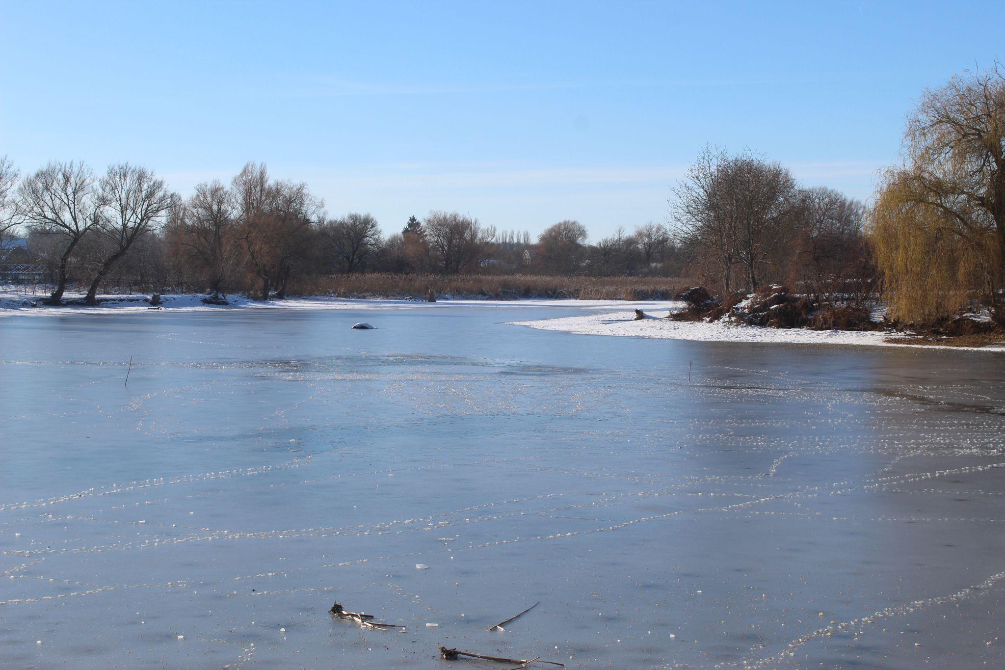 Новини Козятина - фото з На клубному ставку три дні в ополонці сидів лебідь, набрався сил та полетів