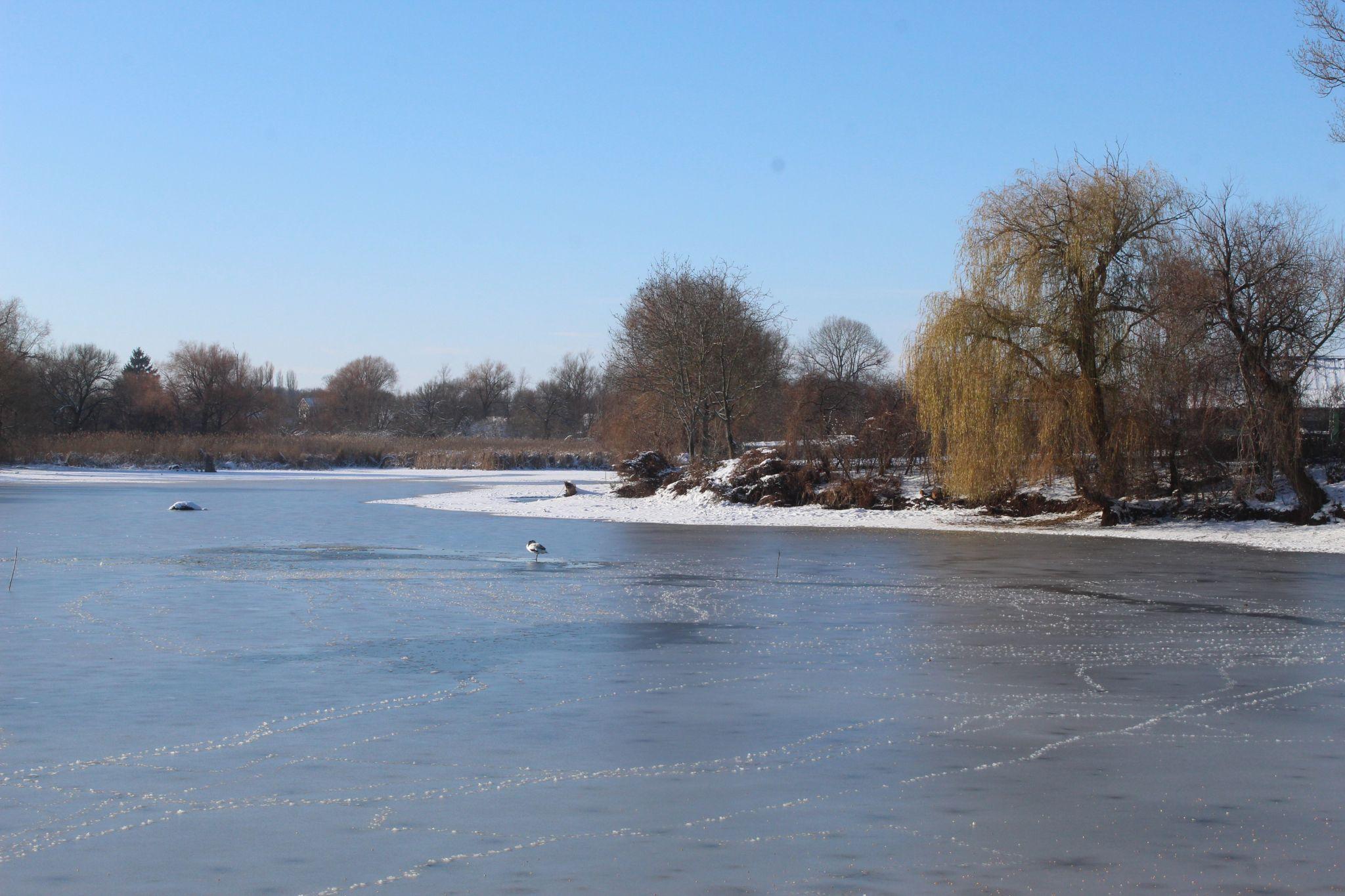 Новини Козятина - фото з На клубному ставку три дні в ополонці сидів лебідь, набрався сил та полетів