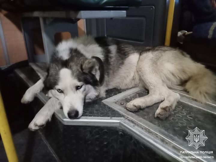 Новини Тернополя - фото з Собаку, знайденого у тернопільській маршрутці, повернули власнику (ОНОВЛЕНЕ) На зображенні може бути: собака та текст