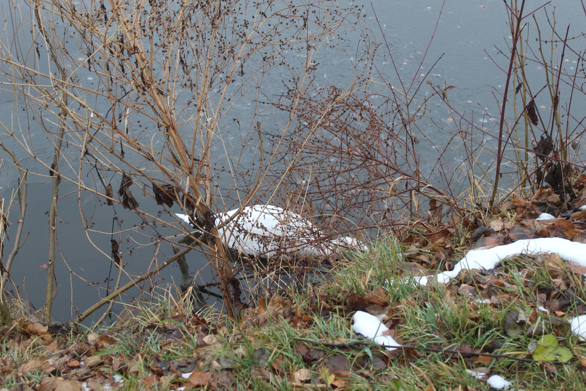 Новини Козятина - фото з Лебедю на водокачці поки нічого не загрожує, але треба берегтися собак