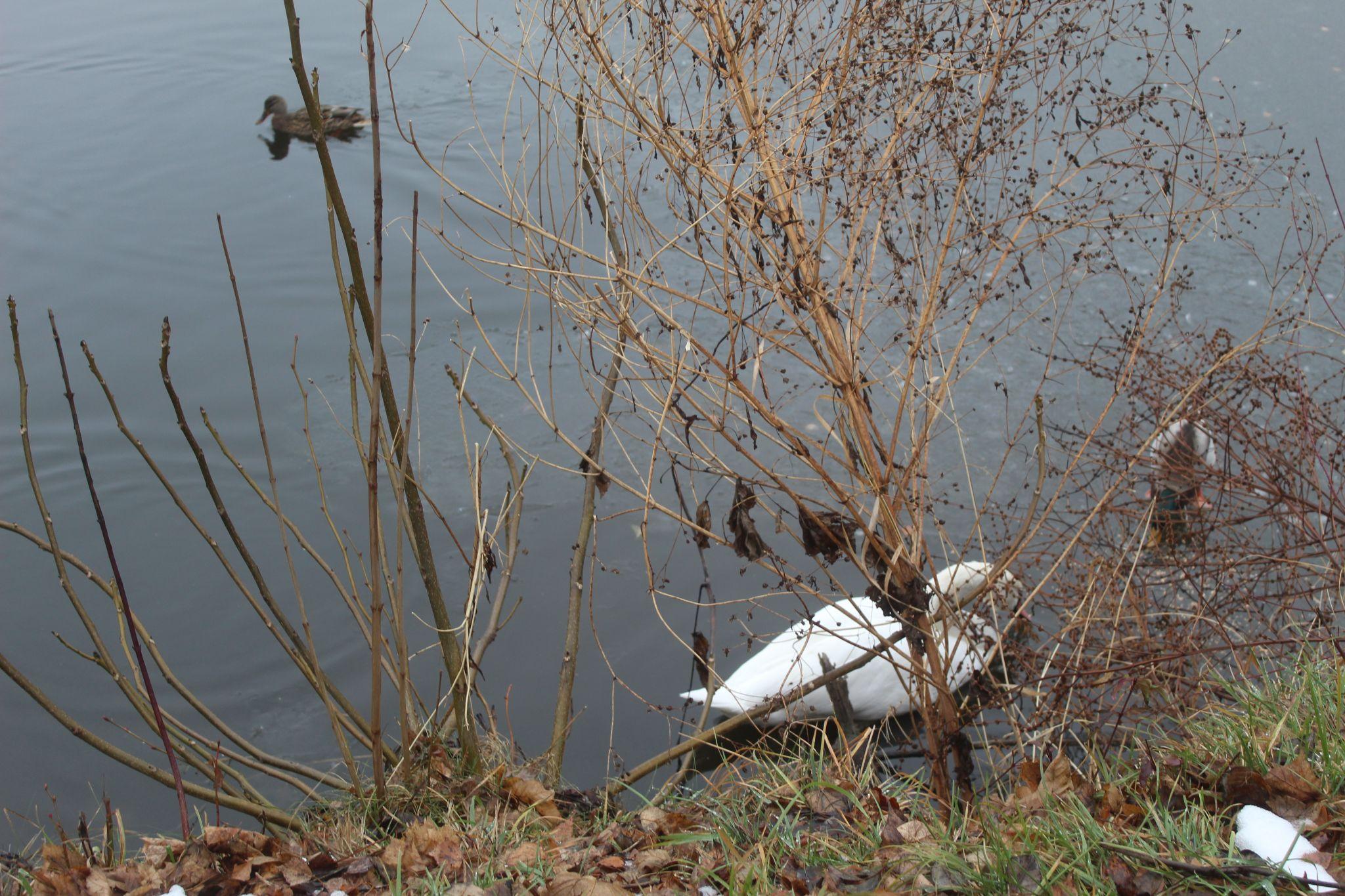 Новини Козятина - фото з Лебедю на водокачці поки нічого не загрожує, але треба берегтися собак