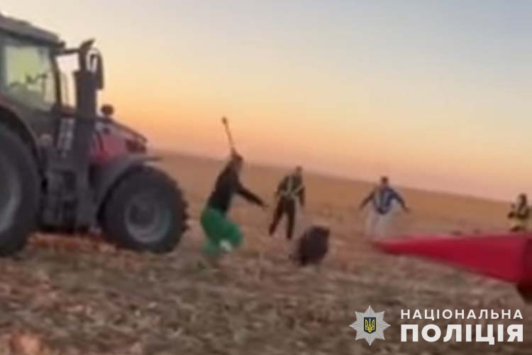 Новини Тернополя - фото з Розшукують чоловіків, які на полях Зборівщини знущались над стадом диких кабанів поліцейські тернопільщини встановлюють осіб, причетних до знущання з диких тварин
