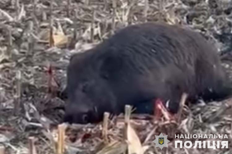 Новини Тернополя - фото з Розшукують чоловіків, які на полях Зборівщини знущались над стадом диких кабанів поліцейські тернопільщини встановлюють осіб, причетних до знущання з диких тварин