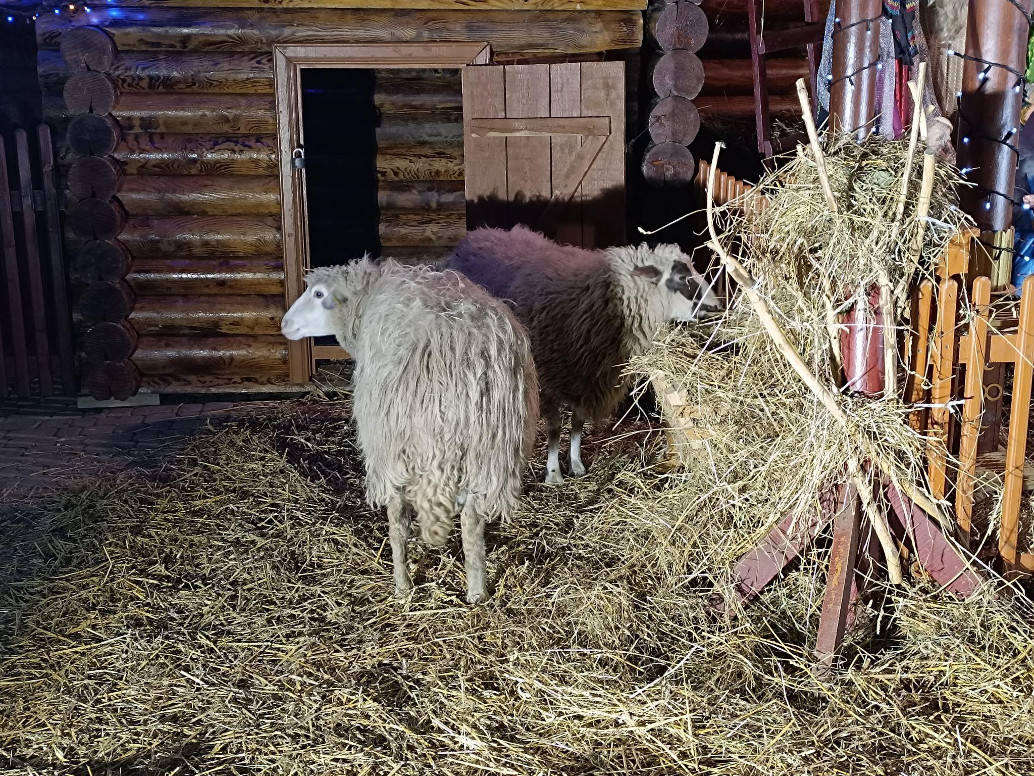 Новини Тернополя - фото з На Театральному майдані засвітили головну ялинку міста та освятили шопку