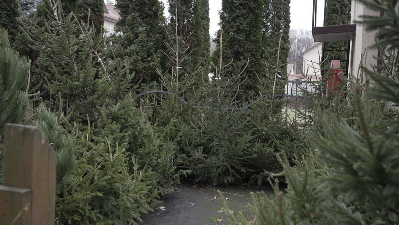 Новини Козятина - фото з Ціни стартують від 150 гривень. На Вінниччині лісівники почали продавати новорічні дерева
