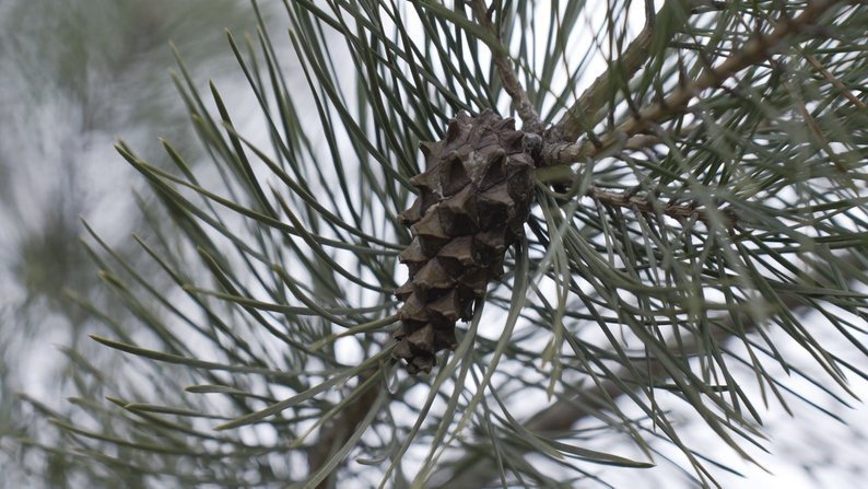 Новини Козятина - фото з Ціни стартують від 150 гривень. На Вінниччині лісівники почали продавати новорічні дерева