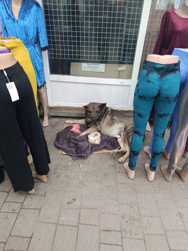 Новини Тернополя - фото з Роблять будиночки та залишають їжу з водою: як тернополяни піклуються про безпритульних тварин взимку