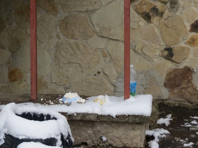 Новини Тернополя - фото з Роблять будиночки та залишають їжу з водою: як тернополяни піклуються про безпритульних тварин взимку