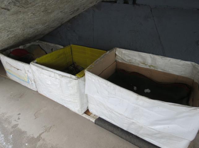 Новини Тернополя - фото з Роблять будиночки та залишають їжу з водою: як тернополяни піклуються про безпритульних тварин взимку