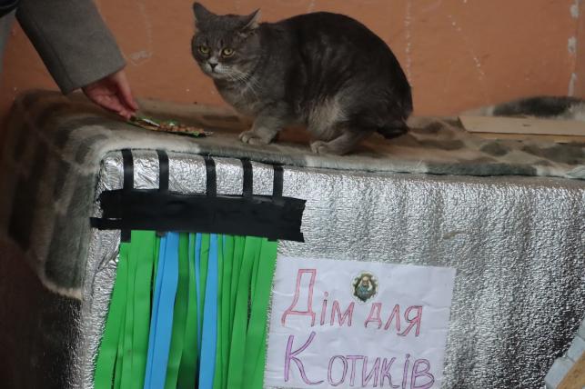 Новини Тернополя - фото з Роблять будиночки та залишають їжу з водою: як тернополяни піклуються про безпритульних тварин взимку