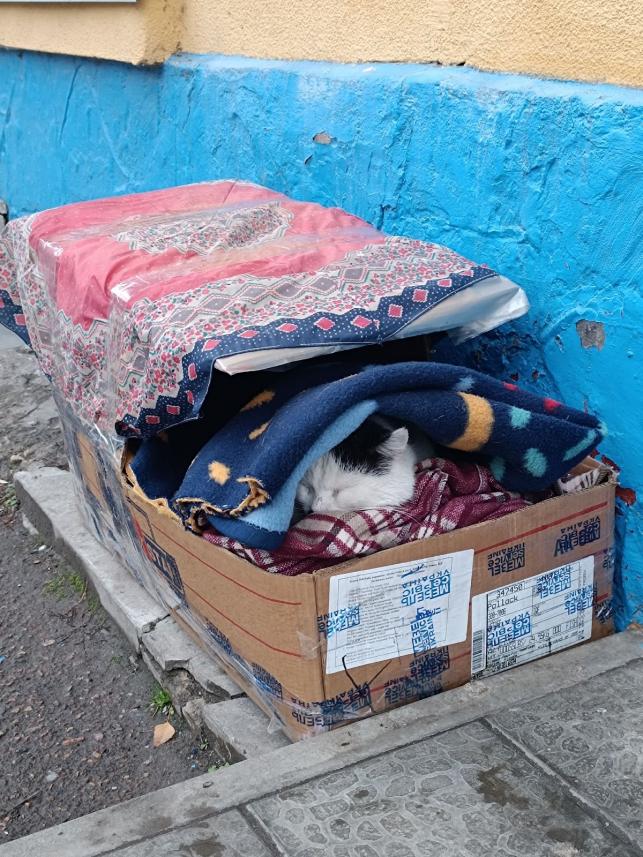 Новини Тернополя - фото з Роблять будиночки та залишають їжу з водою: як тернополяни піклуються про безпритульних тварин взимку