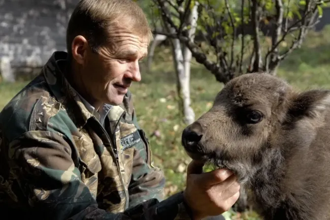 Новини Вінниці - фото з На Вінниччині відкрили полювання на диких кабанів