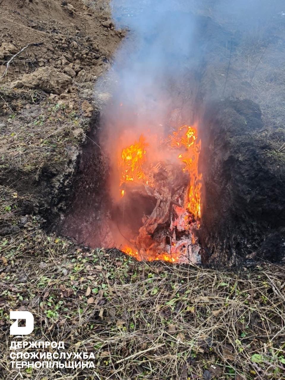 Новини Тернополя - фото з У Вишнівці зупинили авто, в якому був труп корови. Увага, чутливий контент На зображенні може бути: вогонь