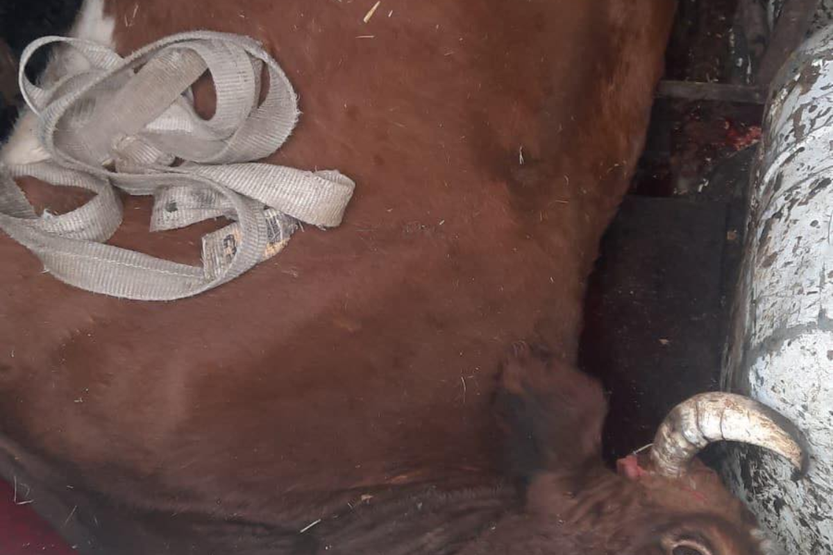 Новини Тернополя - фото з У Вишнівці зупинили авто, в якому був труп корови. Увага, чутливий контент