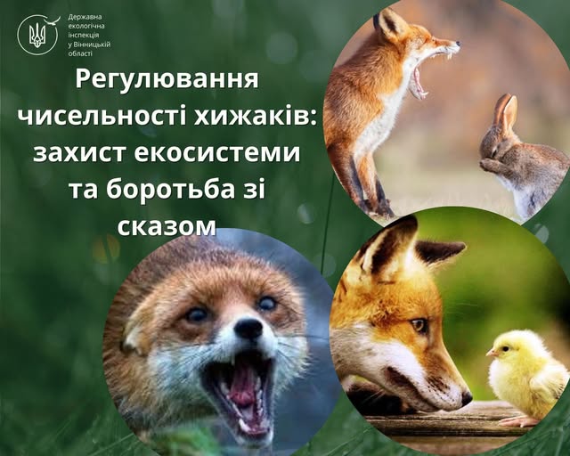 Новини Вінниці - фото з Боротьба зі сказом: за рік на Вінниччині відстрілили 237 лисиць