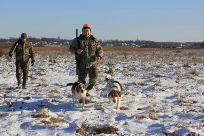 Новини Вінниці - фото з Боротьба зі сказом: за рік на Вінниччині відстрілили 237 лисиць
