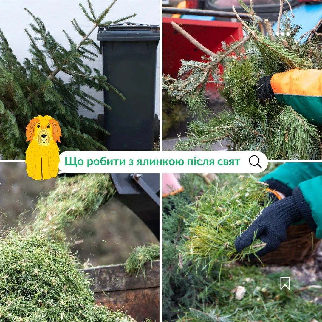 Новини Хмельницького - фото з Як утилізувати новорічну ялинку у Хмельницькому
