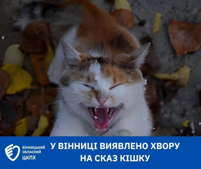 Новини Вінниці - фото з На Келецькій виявили кішку, хвору на сказ. Якщо контактували — одразу ідіть до лікаря