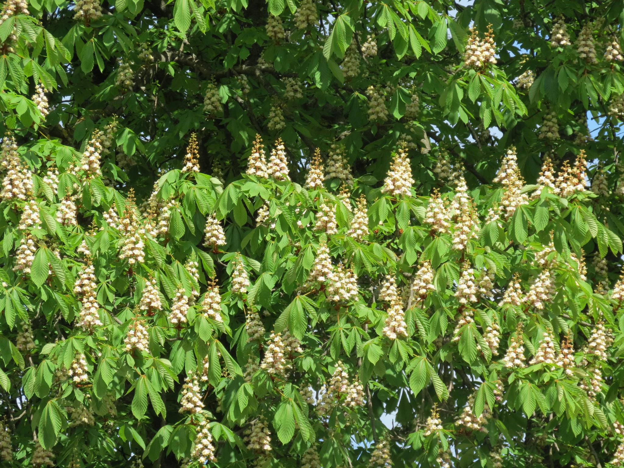 Новини Тернополя - фото з У центрі міста зацвіли каштани: дивіться фото!