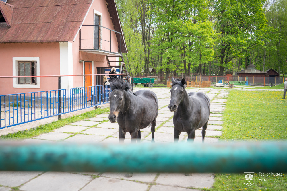Новини Тернополя - фото з У парку «Сопільче» запрацював зоокуток