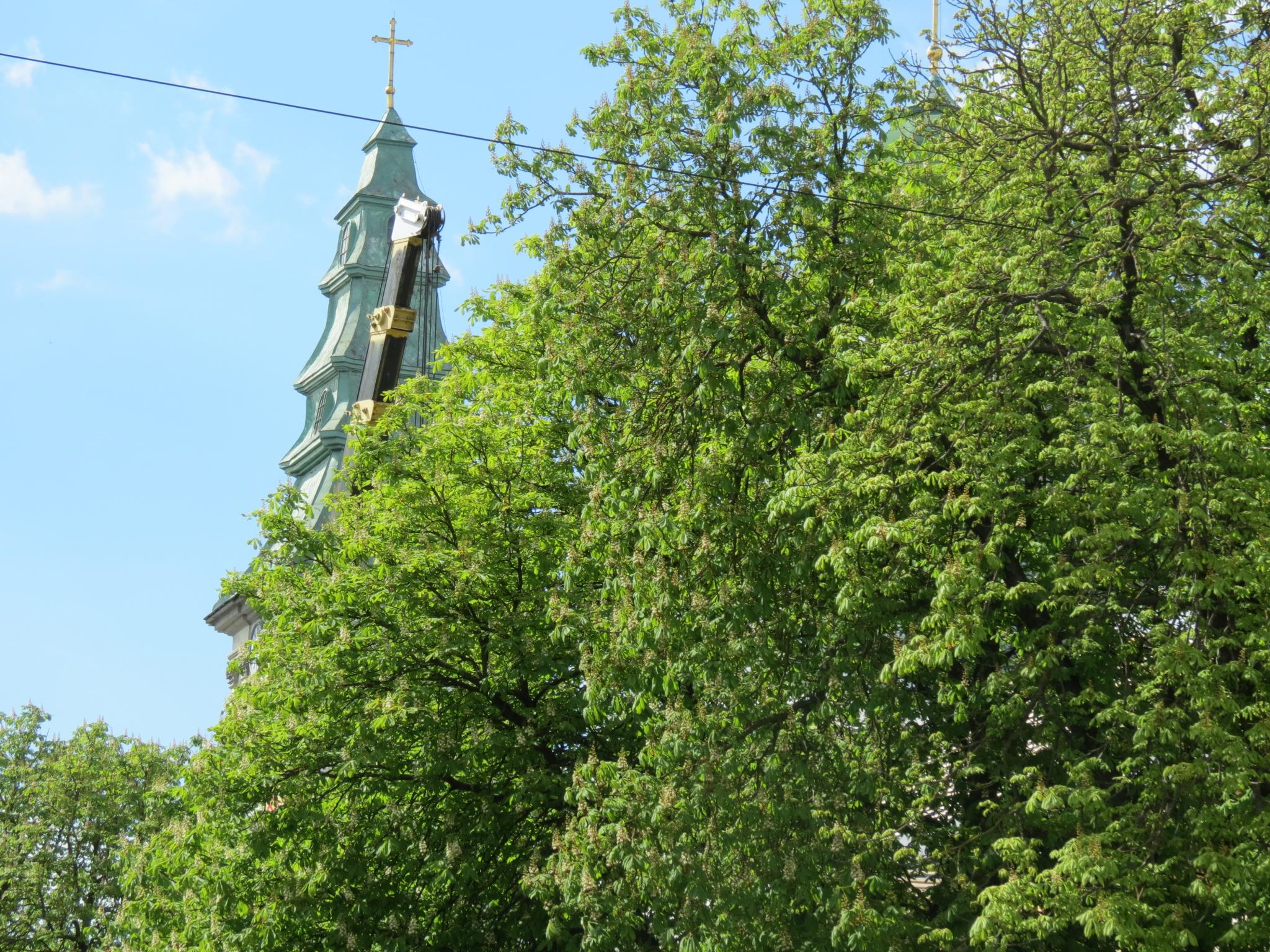 Новини Тернополя - фото з У центрі міста зацвіли каштани: дивіться фото!