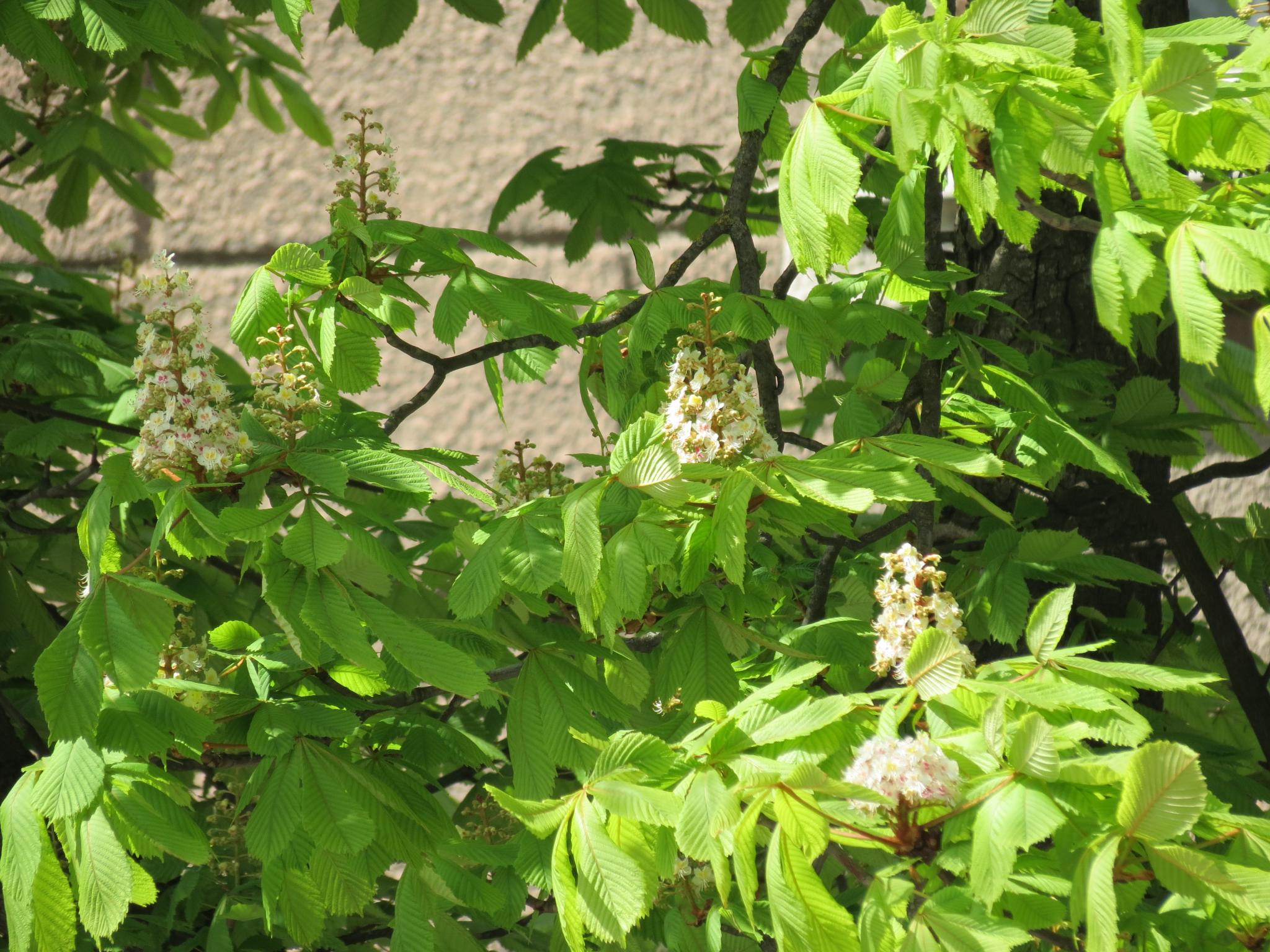 Новини Тернополя - фото з У центрі міста зацвіли каштани: дивіться фото!