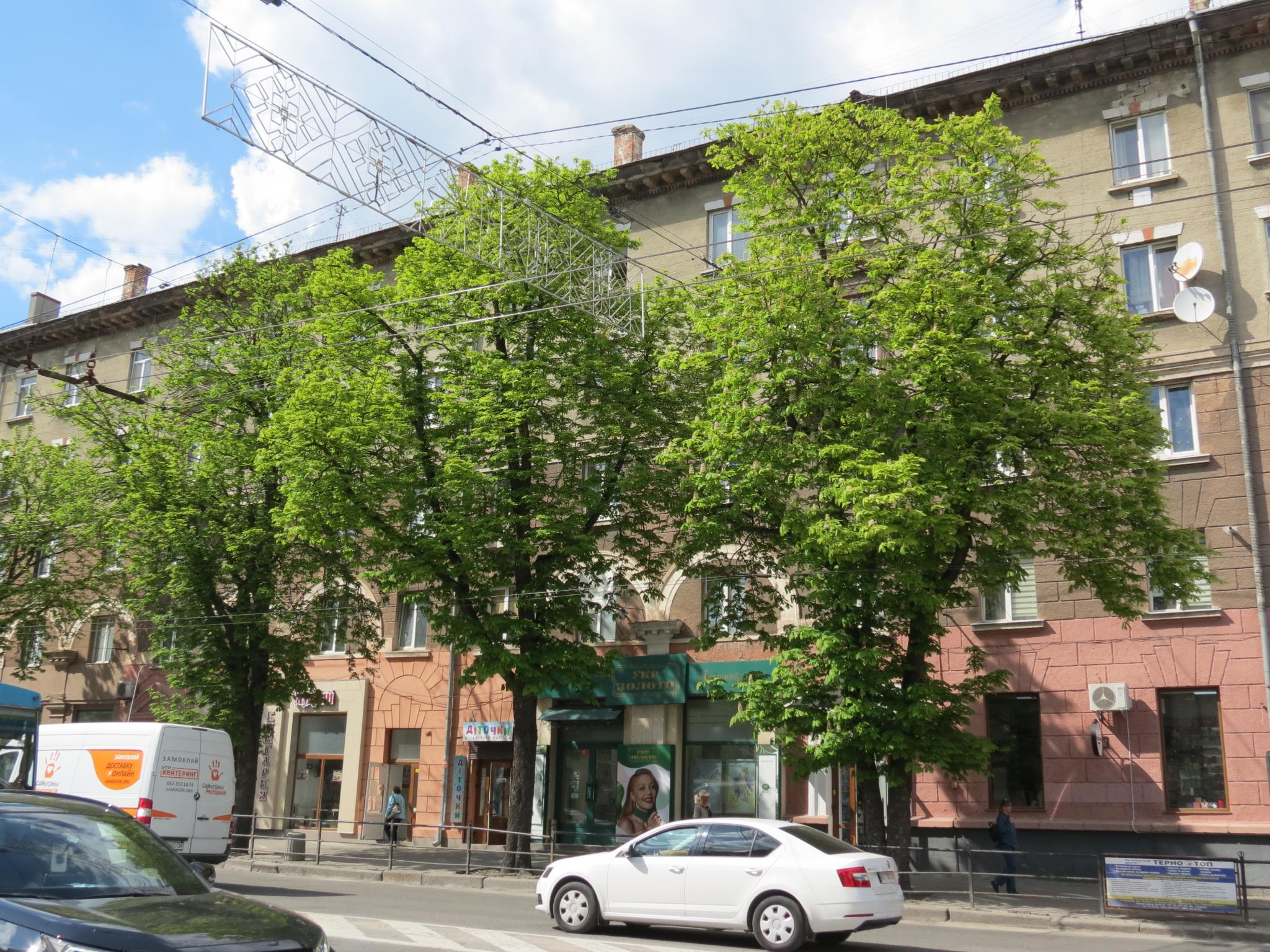 Новини Тернополя - фото з У центрі міста зацвіли каштани: дивіться фото!