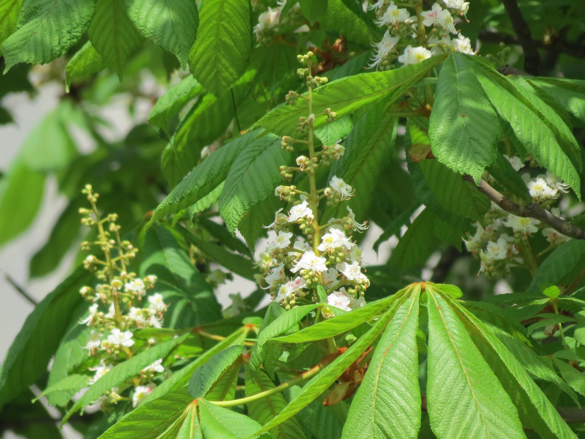 Новини Тернополя - фото з У центрі міста зацвіли каштани: дивіться фото!