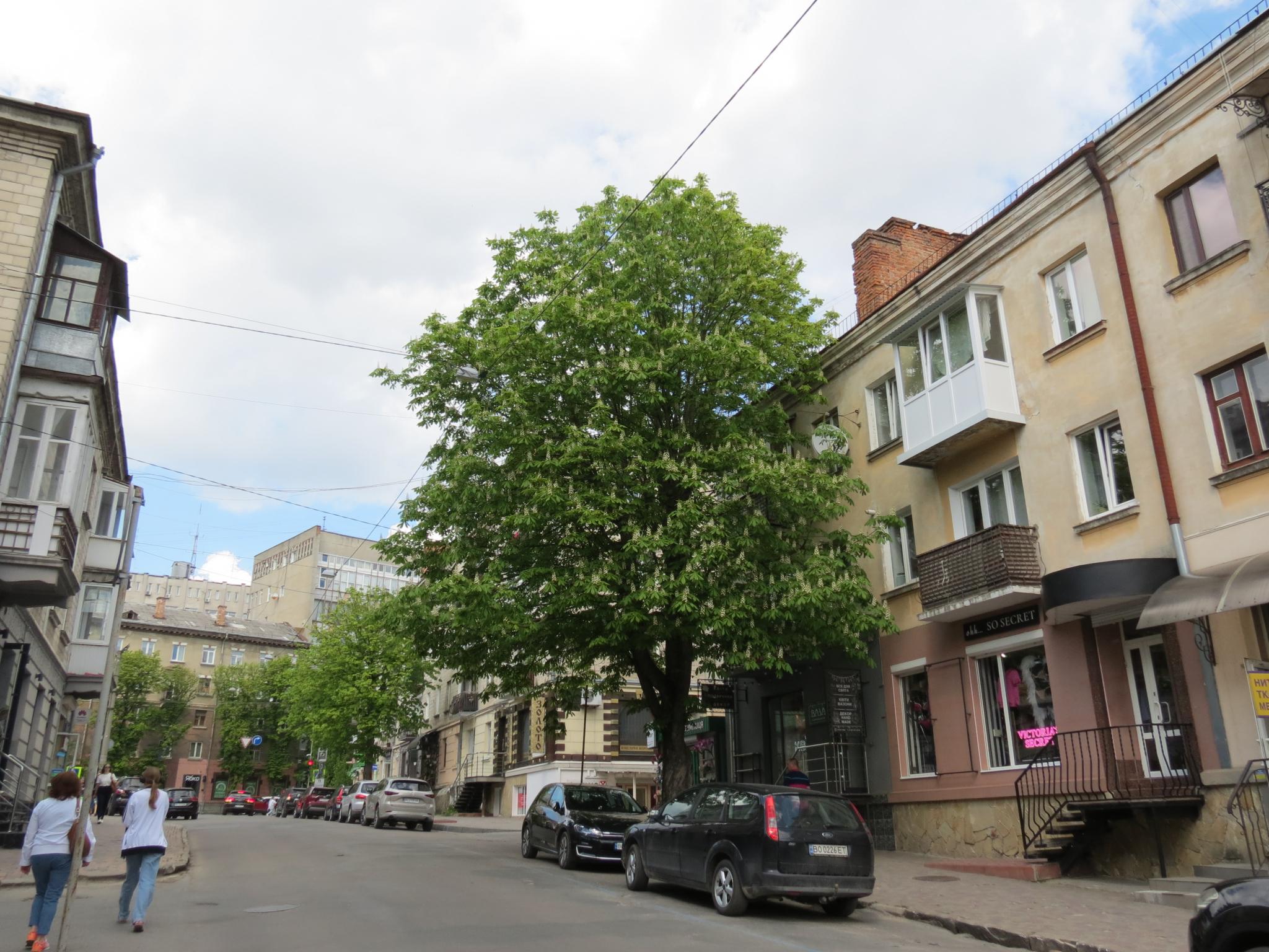 Новини Тернополя - фото з У центрі міста зацвіли каштани: дивіться фото!