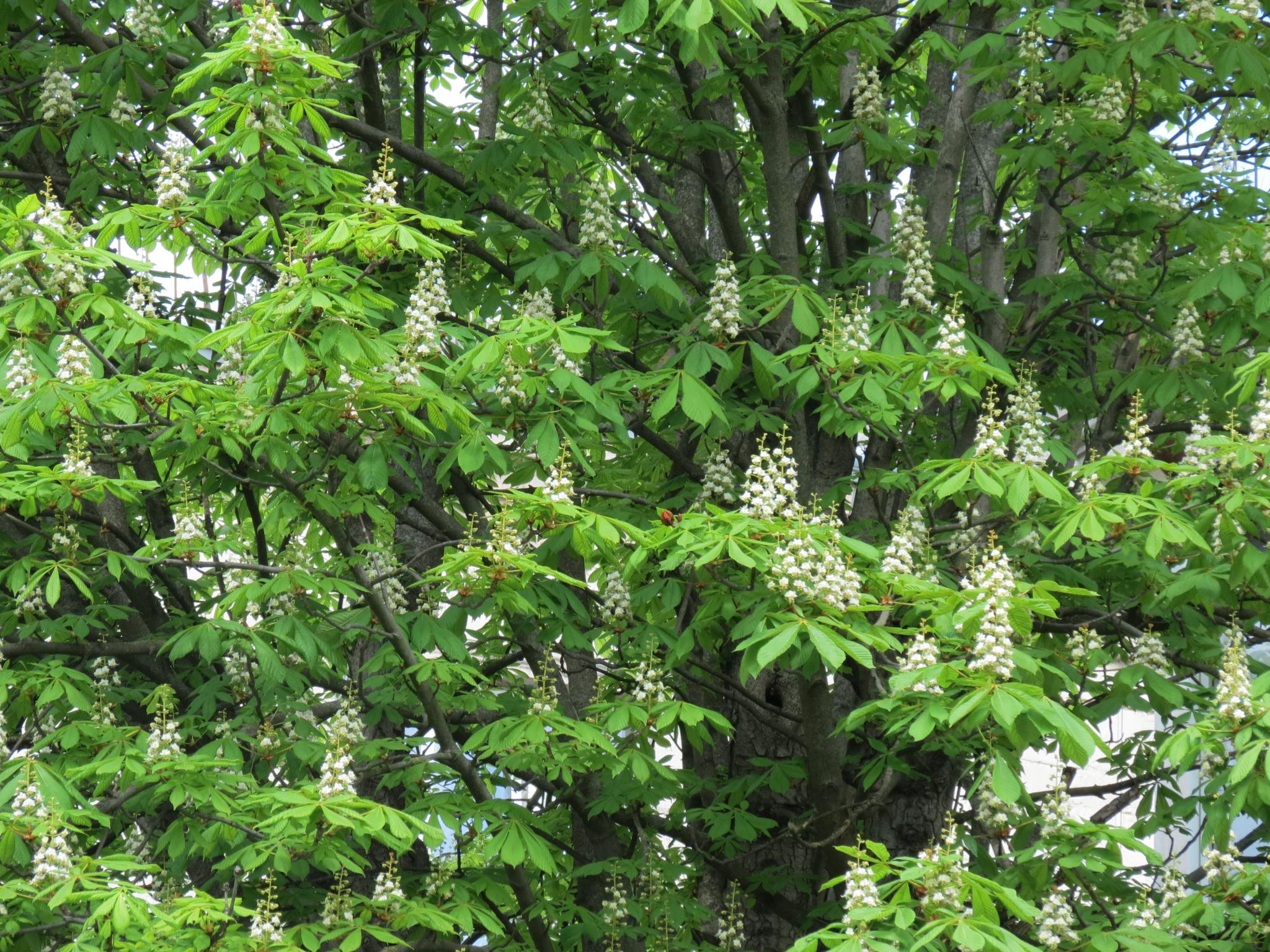 Новини Тернополя - фото з У центрі міста зацвіли каштани: дивіться фото!