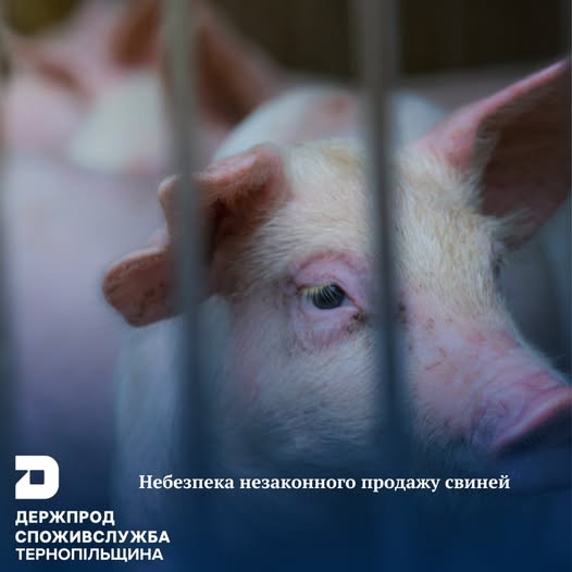 Новини Тернополя - фото з На Збаражчині чоловік незаконно продавав свиней — Держпродспоживслужба На зображенні може бути: текст