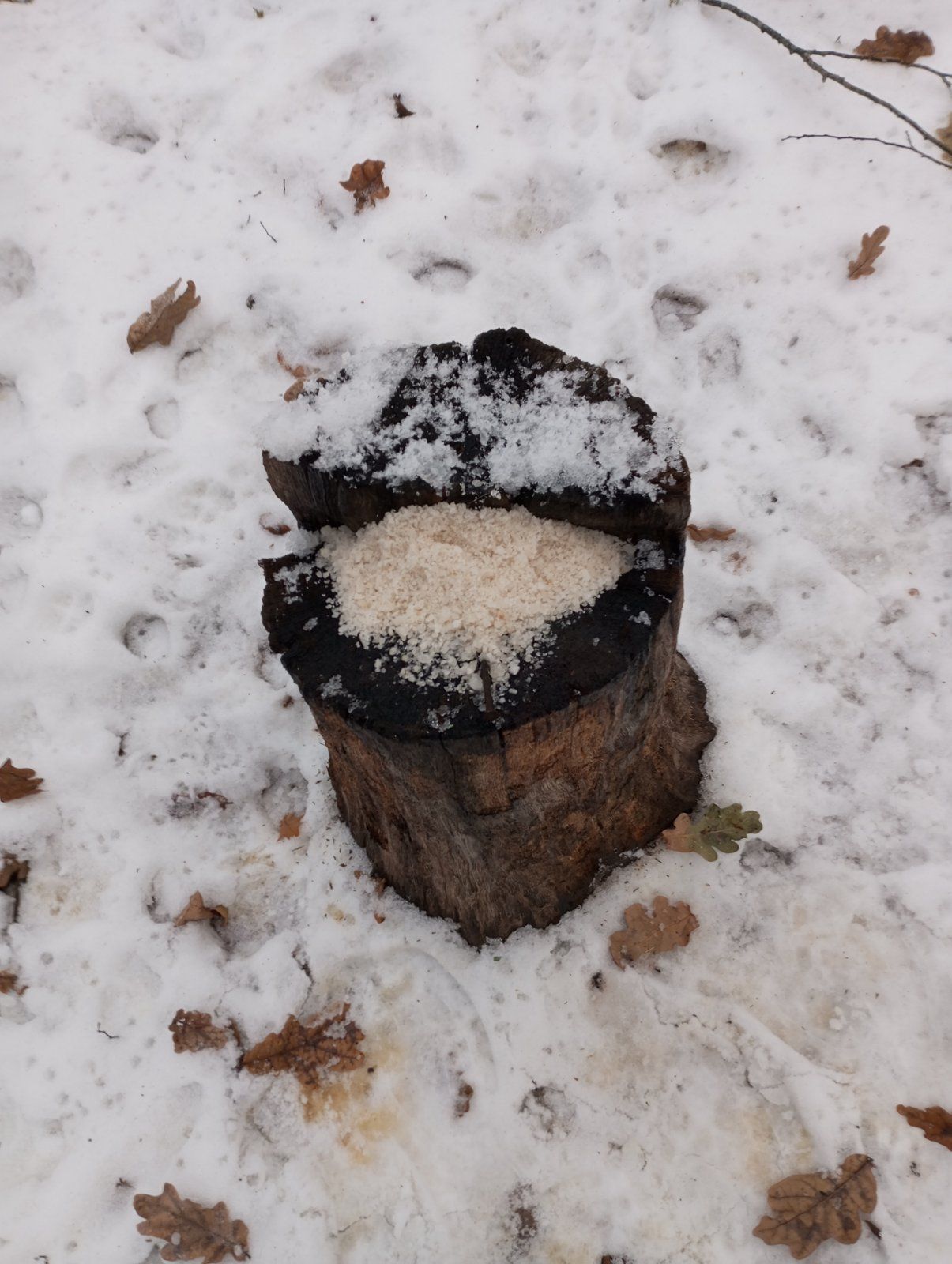 Новини Козятина - фото з Вовків і шакалів у нашій громаді немає. Мисливці, які ходять на лиса, думають інакше