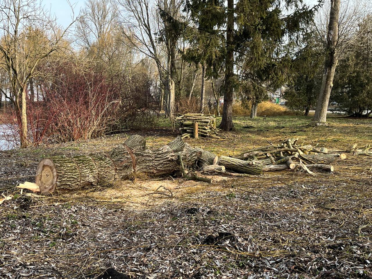Новини Тернополя - фото з У парку «Сопільче» зрізають аварійні дерева