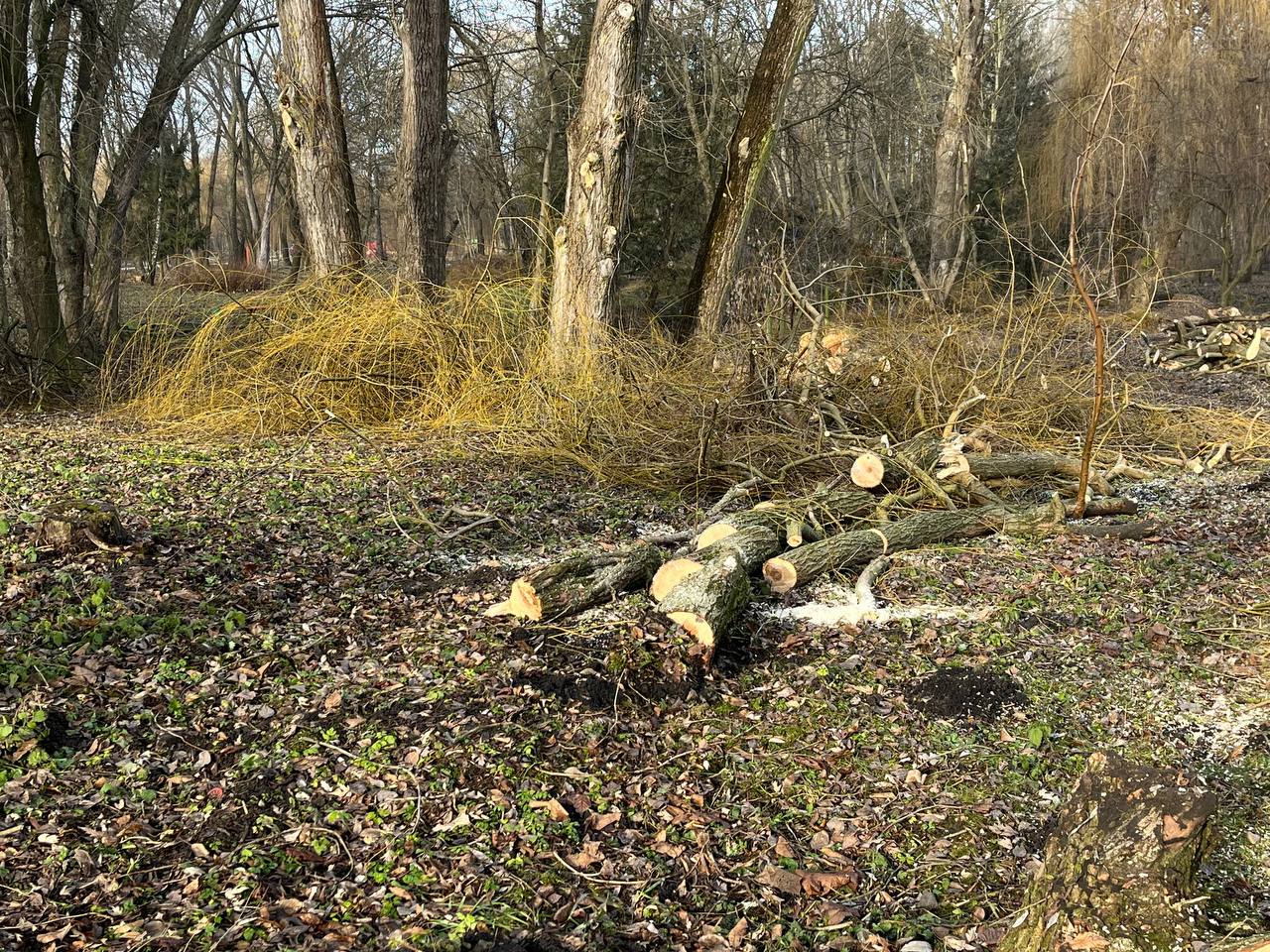 Новини Тернополя - фото з У парку «Сопільче» зрізають аварійні дерева