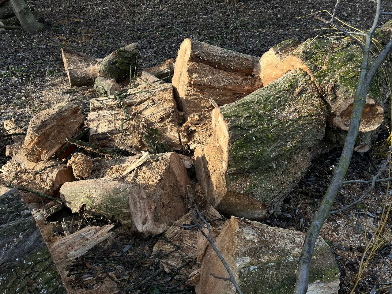 Новини Тернополя - фото з У парку «Сопільче» зрізають аварійні дерева